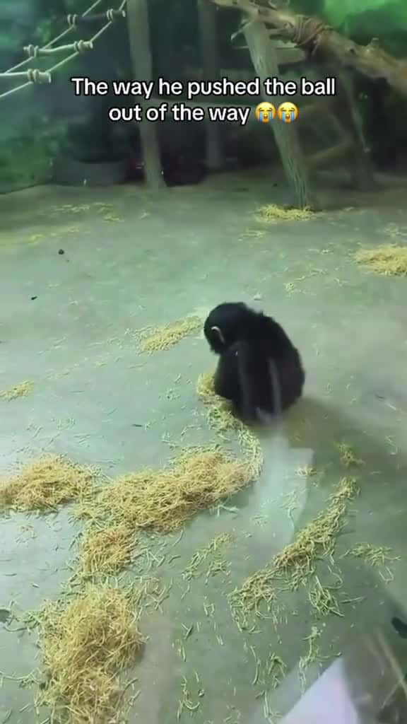 Cover for Monkey reaction funny funnyvideo funnyanimals funnymonkey monkey fyp fyp foryou usa 29034 #shortvideos