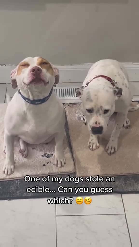 Cover for Guess who made the mistake among then dog dogsoftiktok funnydog tiktok funnyvideos funnyan 70719 #us