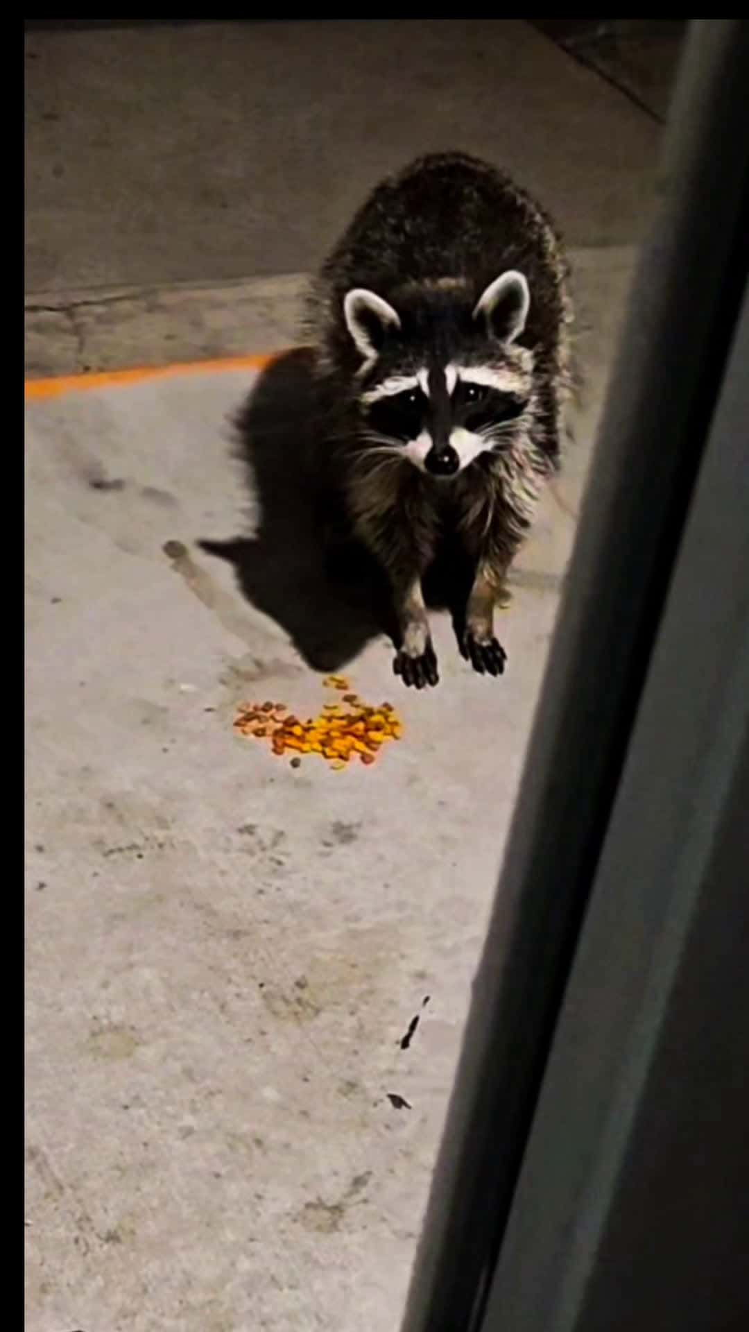 Cover for #wildlife #racoons  #summervibes #latenightsnack 