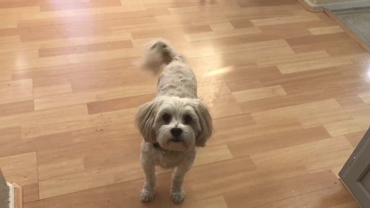 Cover for Dogs tap paws on floor and wag tails excited for the ball