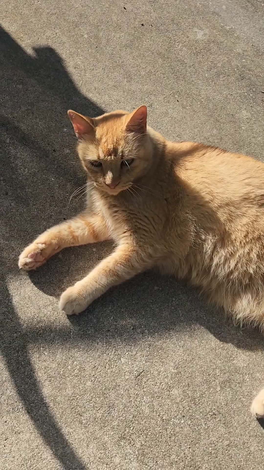 Cover for The cat who bites and runs away, lives to bite another day. #cats #animals 