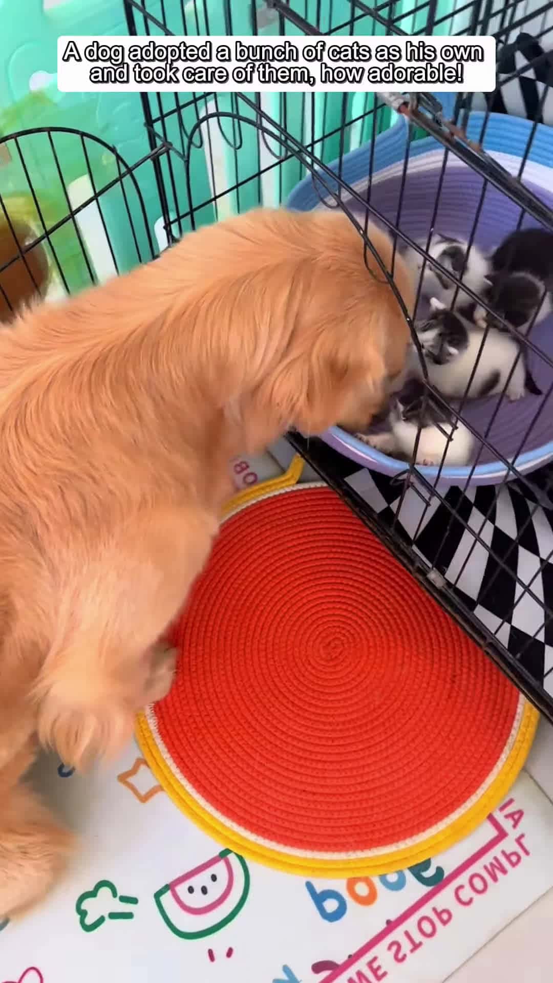 Cover for A dog adopted a bunch of cats as his own and took care of them how adorable animalshorts
