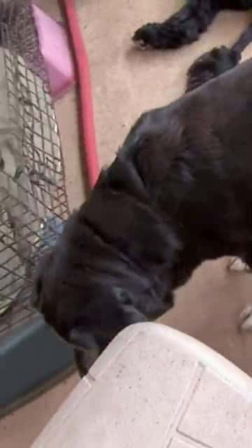 Cover for 🐀🐕 Good Girl Poochy Catches Rat for Bill