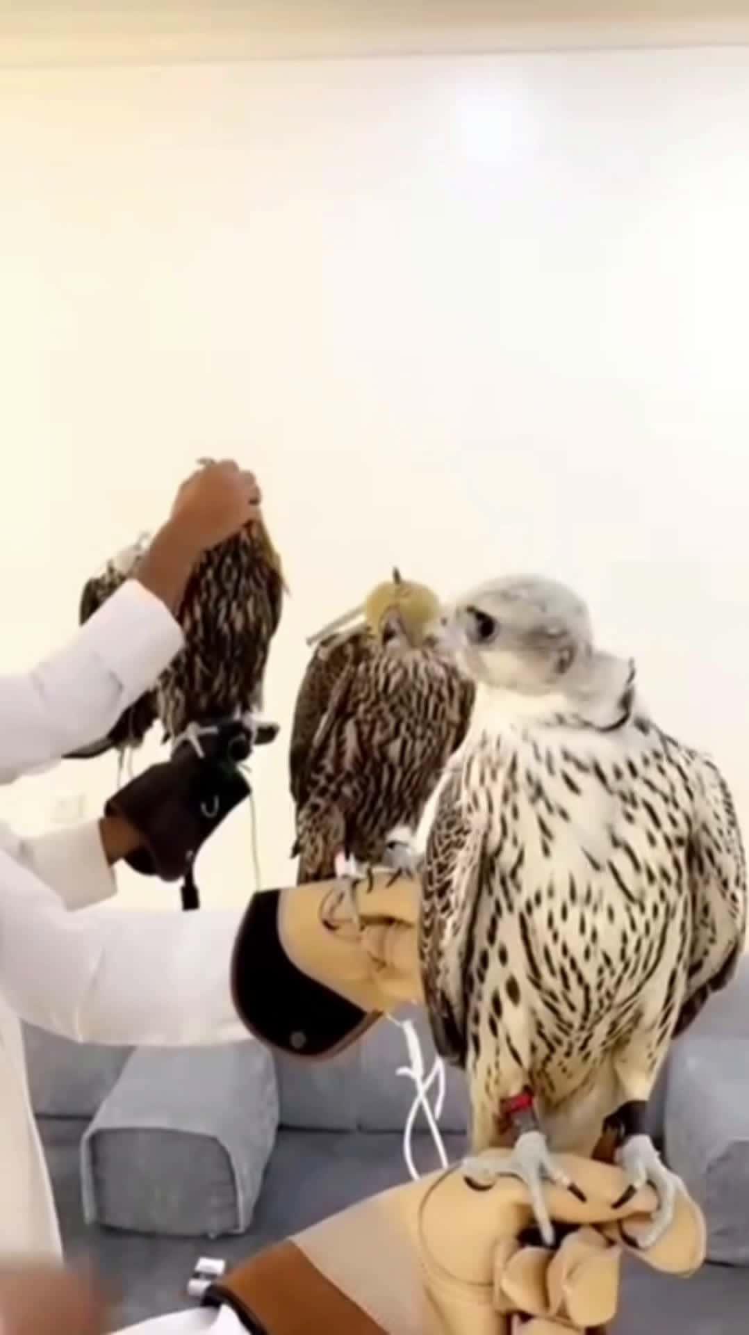 Cover for Birds