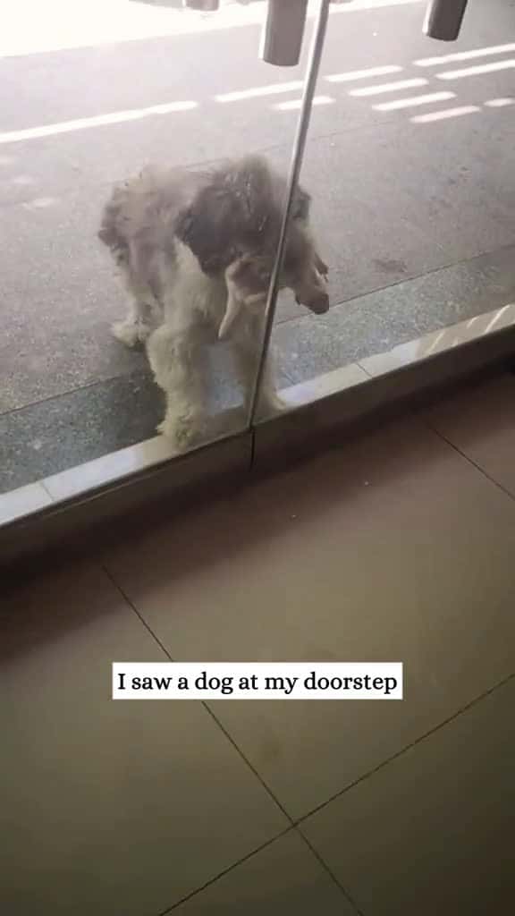 Cover for I saw a dog at my doorstep and then rescue animal fyp puppy 58574 #shortvideosscoopz