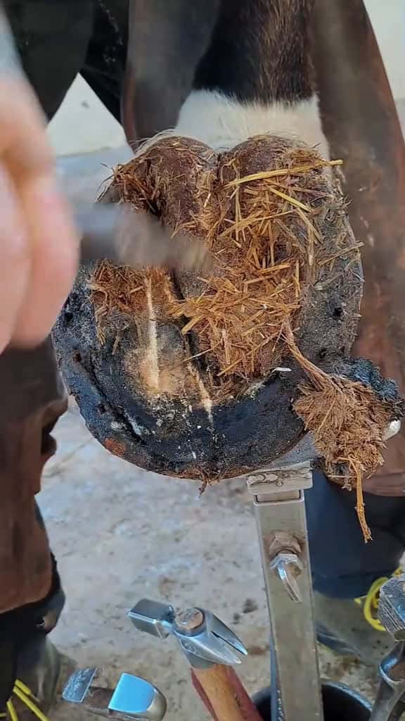 Cover for farrier tiktok farriersoftiktok farriersontiktok house asmrsounds asmrvideo fyp foryou 02731 #trending