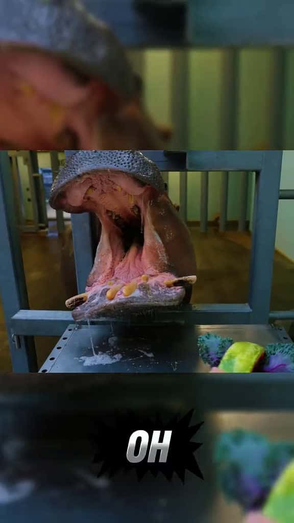 Cover for Fruit Salad Gone Wrong… Hippo’s Crunch SHOCKED Us! #FruitSaladFail #HippoCrunch #ShockingMoment #GoneWrong #ViralAnimals #WildlifeMoments  created by Nick DG Fan Club with Nick DG Fan Club’s original sound