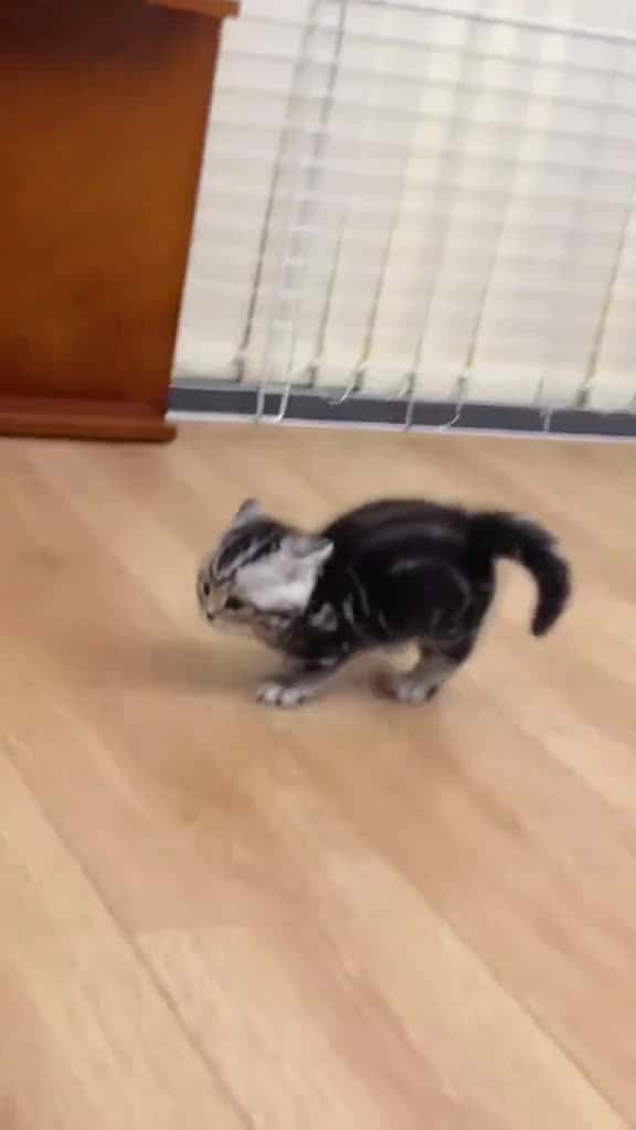 Cover for Fluffy Kittens#cat #kitty #cutecat #funnycat
