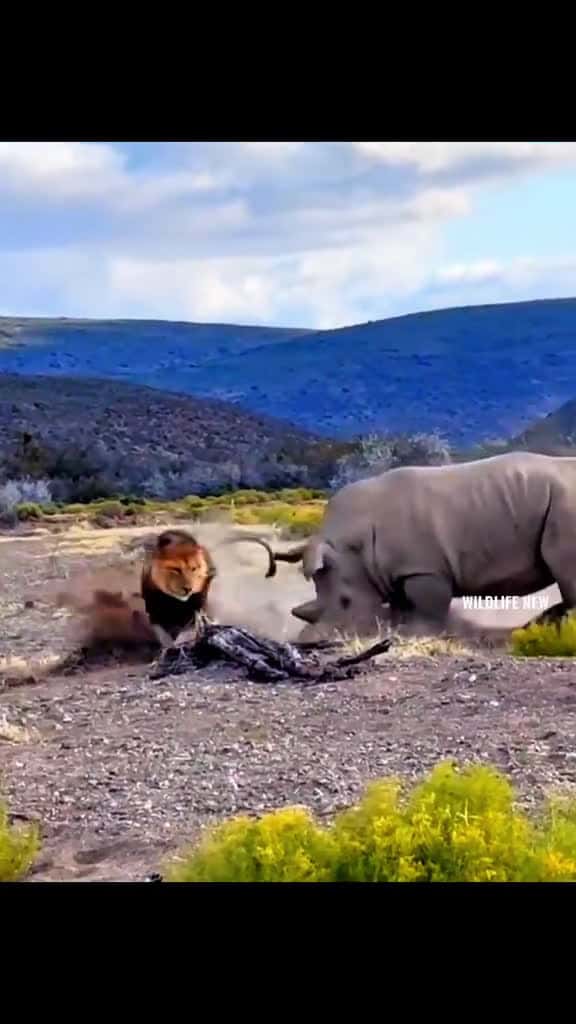 Cover for animals wildlife lion 27786 #shortvideosscoopz