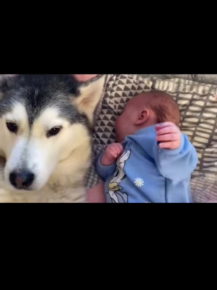 Cover for #CaughtOnCamera  More than a love #pets #dogsoftiktok #dog #dogandbaby #funny