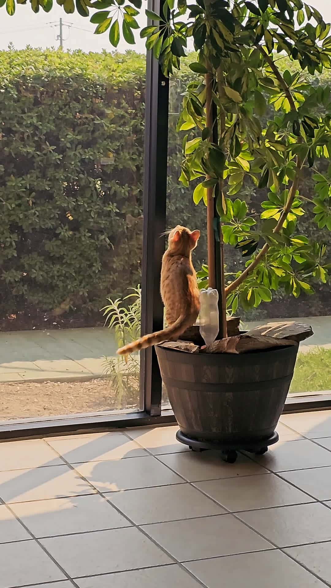 Cover for Apollo 🐈 #catsoftiktok 