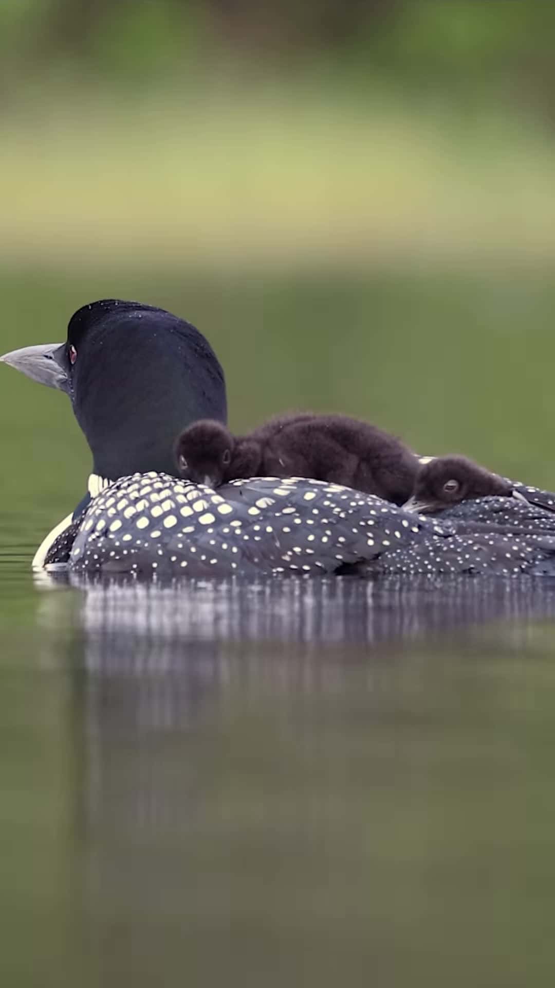 Cover for Common loons sleeping on moms back Day number 5 In an effort to help injured animals I will be posting some of my greatest hits and any of the revenue generated from these ree