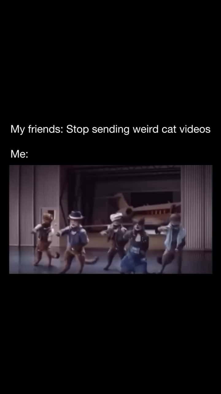 Cover for The backstreet cats 😂