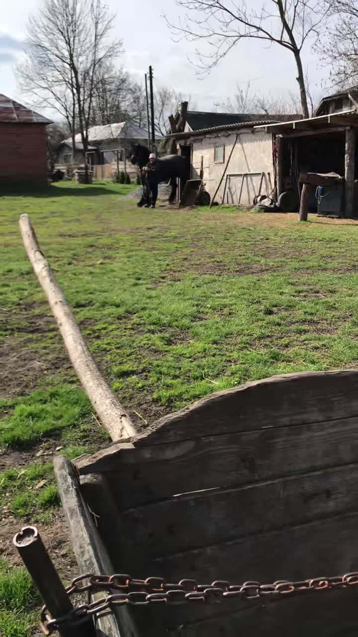 Cover for Best Horse Video 029 #horse #horsesoftiktok #horselover #horselife #horselifestyle #fpy