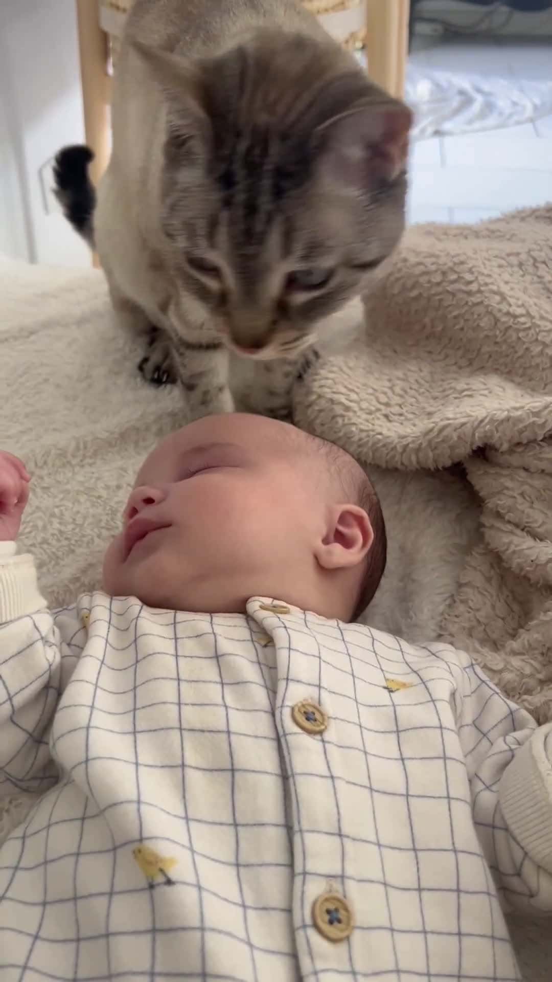Cover for Cat Gently Cuddles Sleeping Toddler