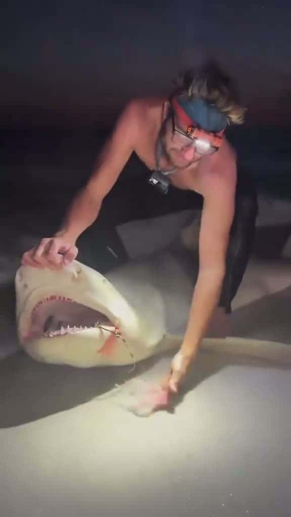 Cover for '#sharke #sharkdiving #sharkfishing #greatwhitesharkfacts #greatwhitesharkweek #greatwhiteshark #sharkeatsshark #sharkvsshark #shark #sharkysharkshark #sharkattackshark #sharkattak #sharkbait #sharks #sharkfamily #sharkshark #s...
