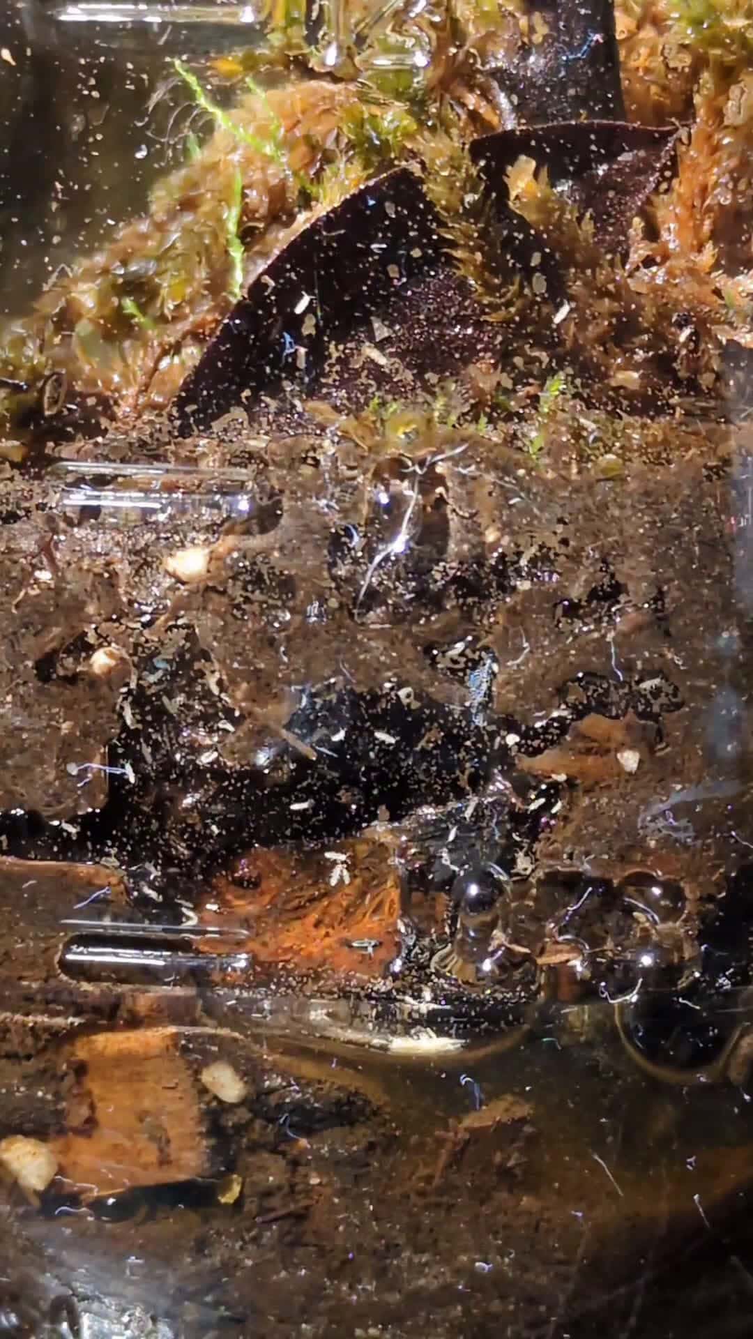 Cover for #terrarium