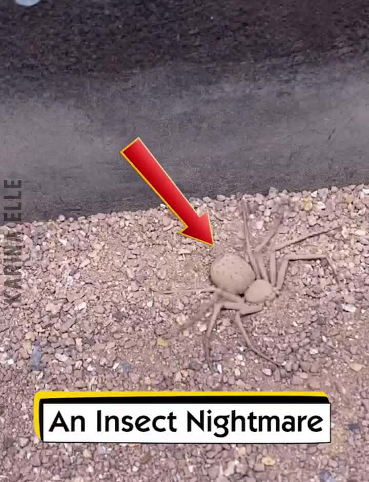 Cover for An Insect Nightmare