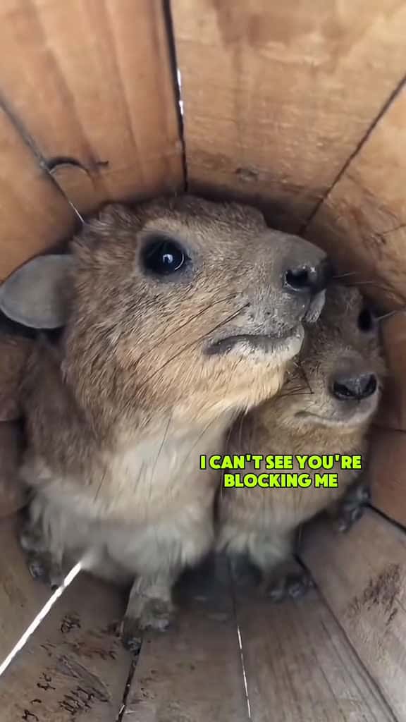 Cover for #squirel #funnymoments #cute #voiceover #cutemoments #animal #cuteanimals 