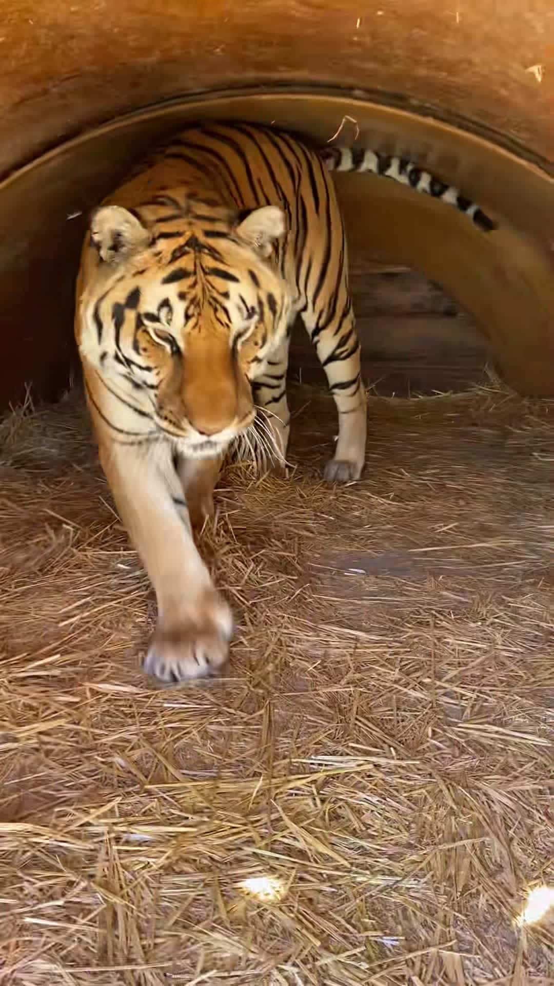 Cover for He said “hello” #DontSweatIt #tiger #zion #talkinganimals #cute #RayB...