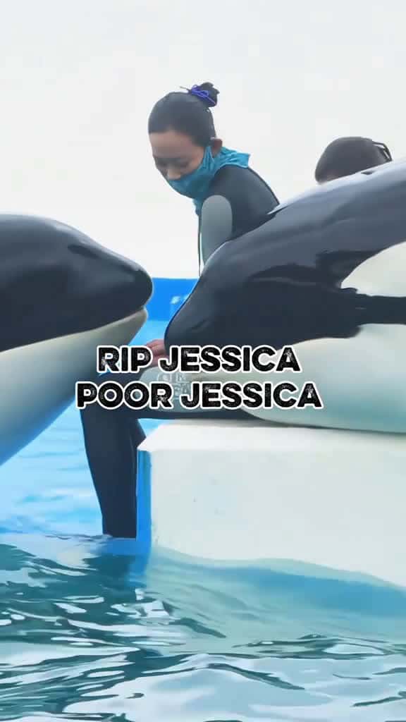 Cover for #orcas #trending #foryou #orcas #trending #foryou  #orcas #trending #foryou  #orcas #trending #foryou  created by Storm with Storm’s original sound