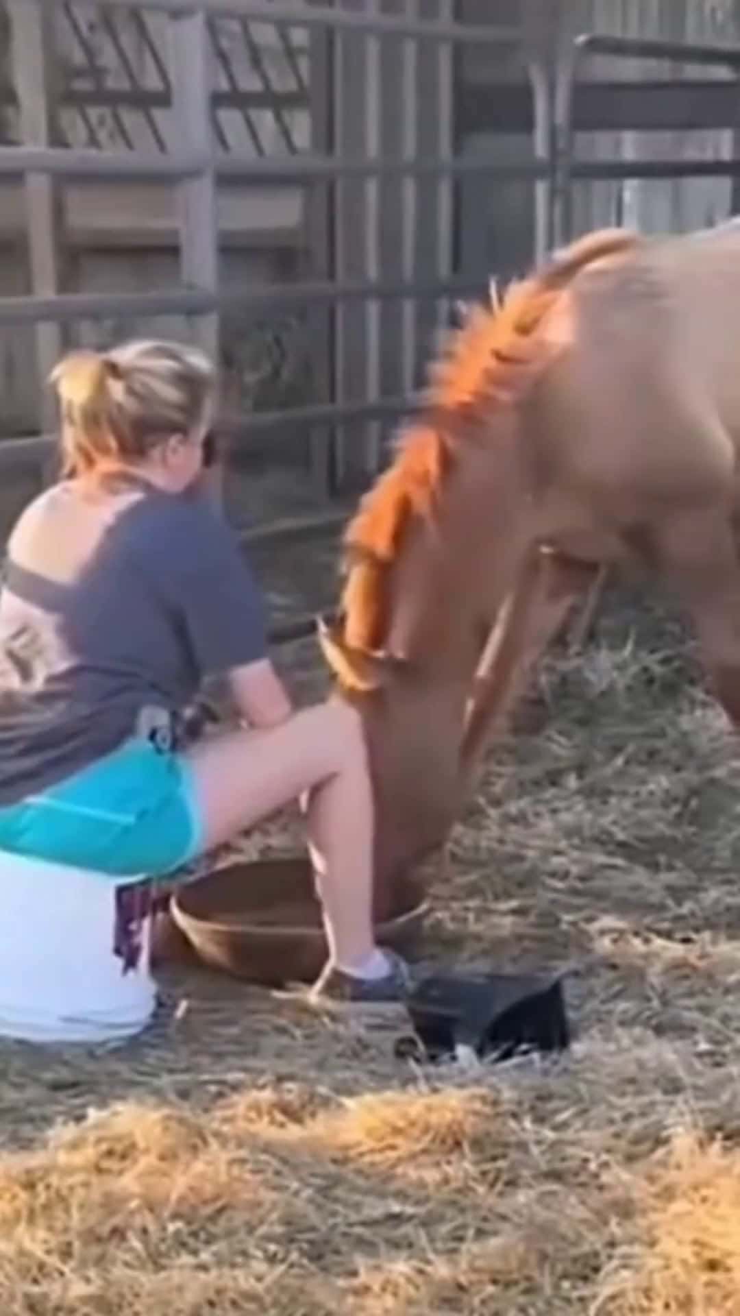 Cover for animalfunnyvideos  #caughtoncamera  #scoopz  #trending  #viral  #fyp  #funny 