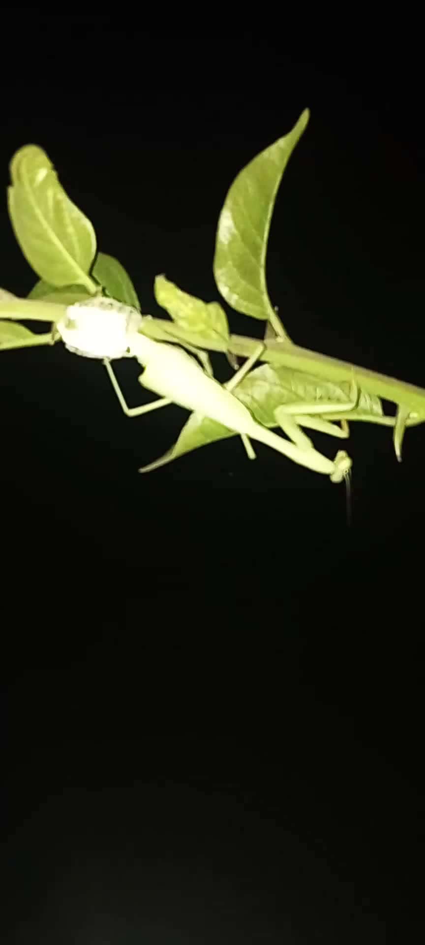 Cover for not too sure what's going on here 🤔🤔 damn bug might be possessed 🤣🤣