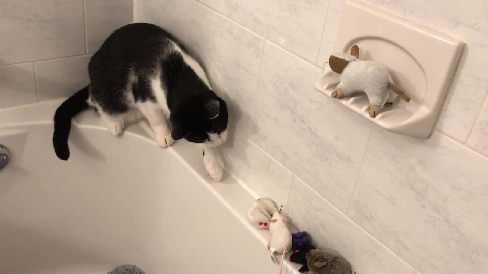 Cover for This is an everyday thing 😂😽