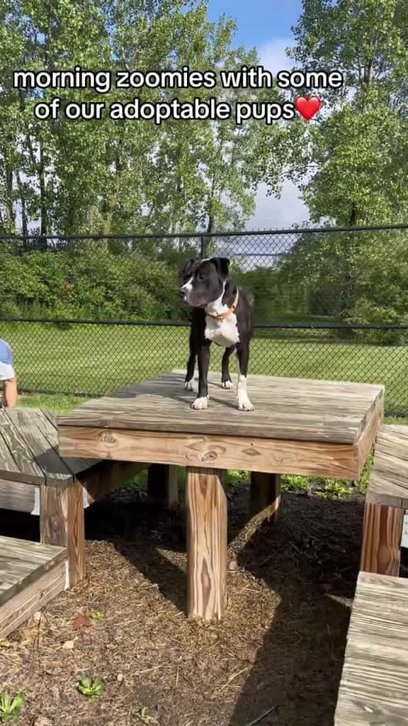 Cover for We love morning playtime with our residents They re ready to meet their furever families a 31438 #shortvideos