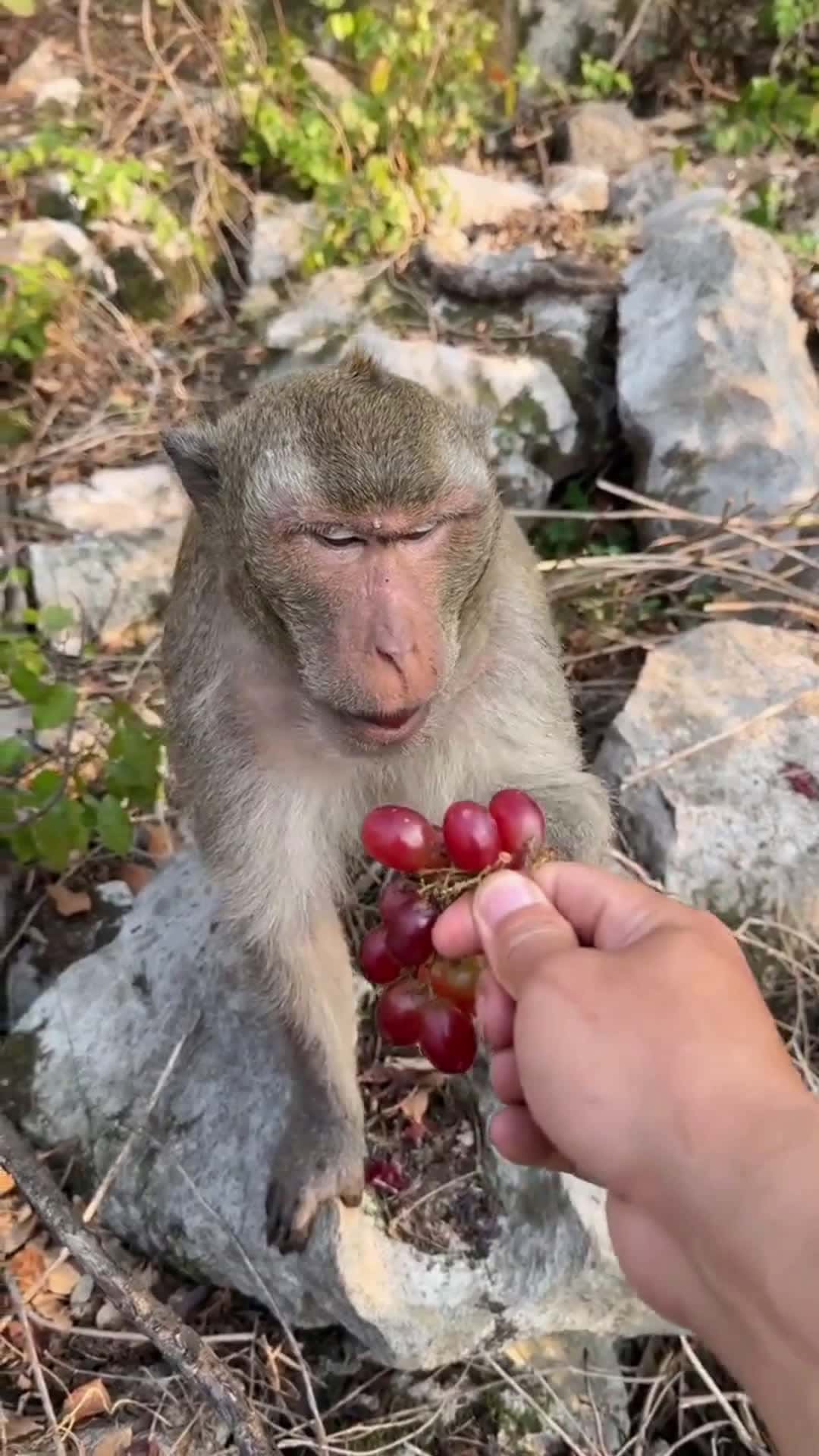 Cover for Monkey eats so fast, monkey becomes a sperm.