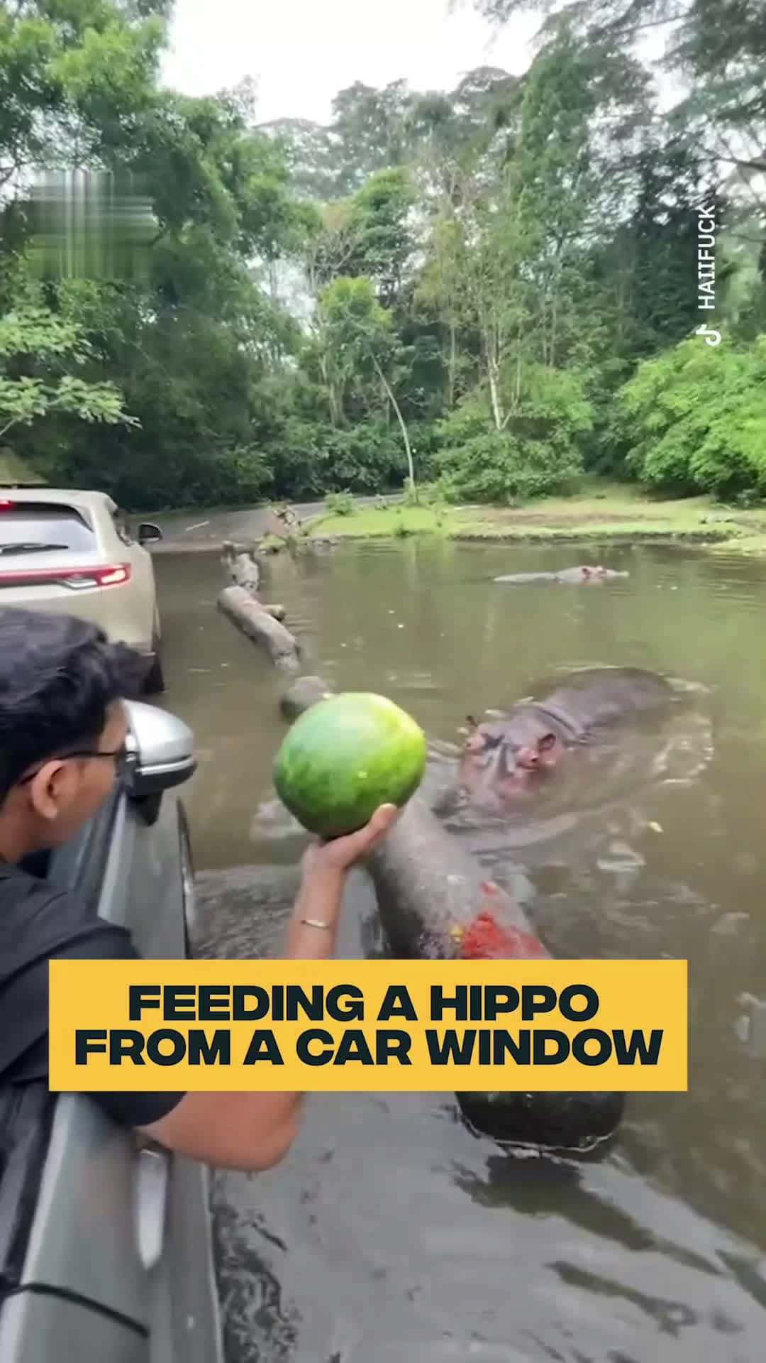 Cover for Feeding a Hungry HippoHe's so excited to get the watermelon 😭