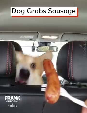 Cover for Dog Grabs Sausage