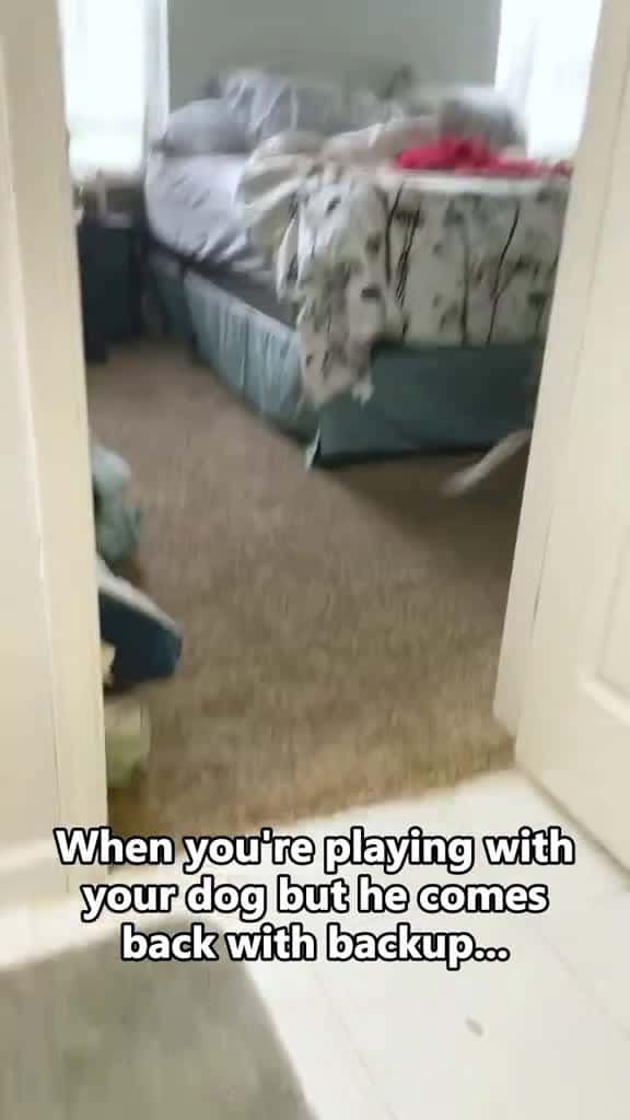 Cover for Why did you bark like that fyp dog dogs doglover dogsoftiktok 64490 #trending