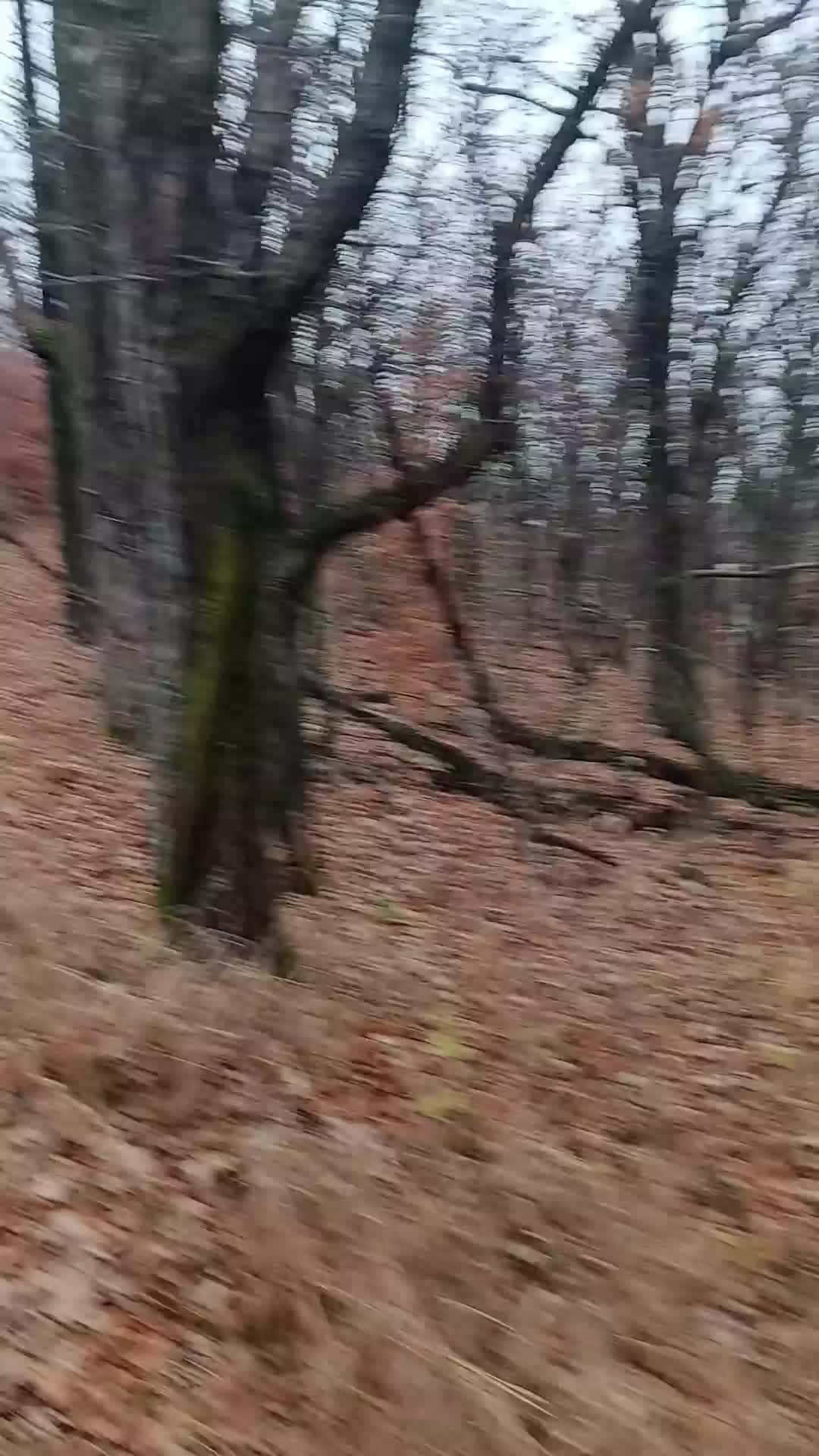 Cover for Minnesota woods enjoying peace 