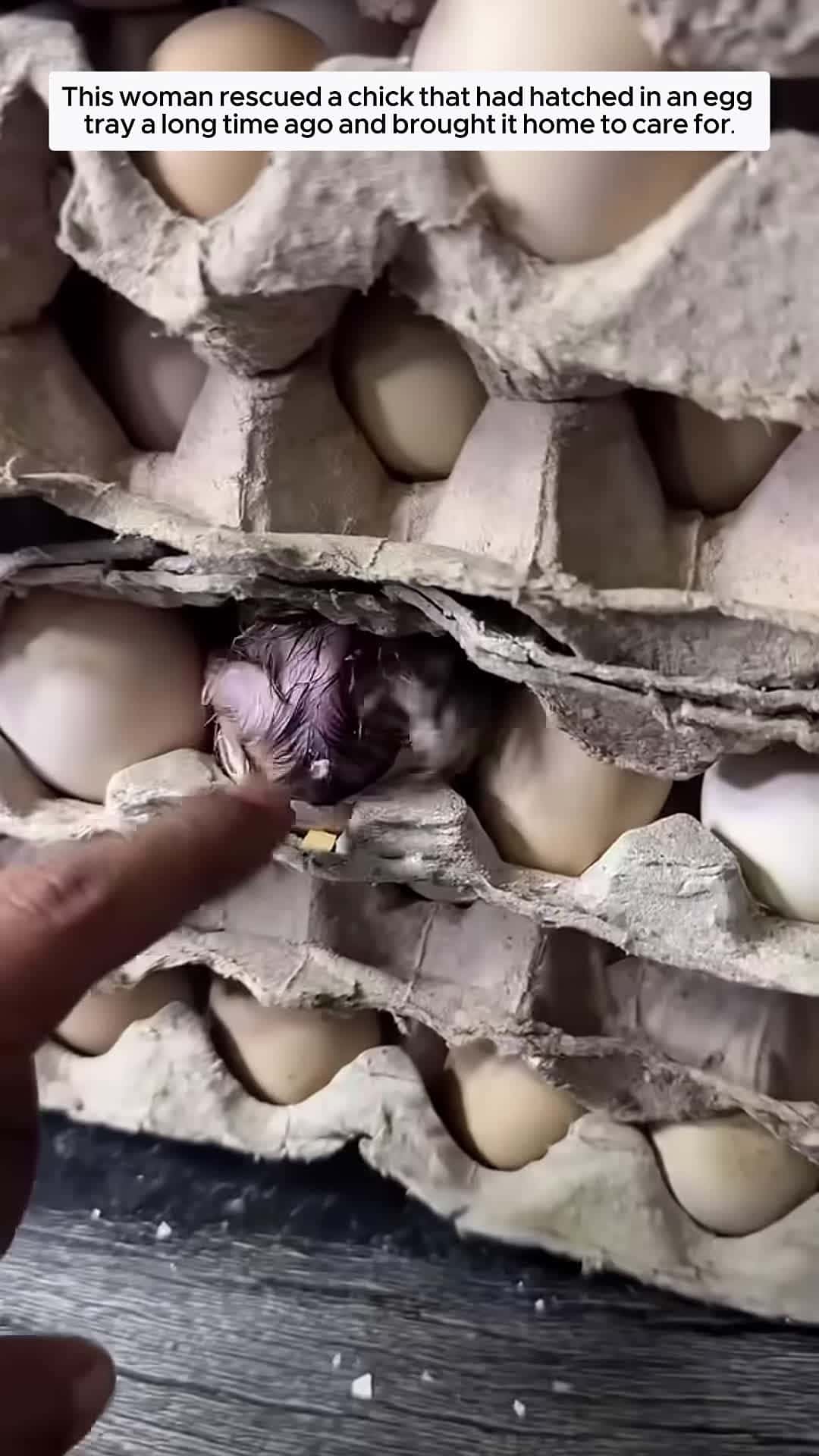 Cover for This woman saved a baby chick and then animalshorts