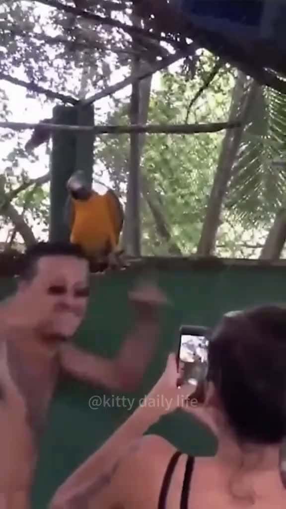 Cover for Dance time funny bird parrot parrots parrotsoftiktok funnyvideos cute parrotlove funnyanim 92254 #trending