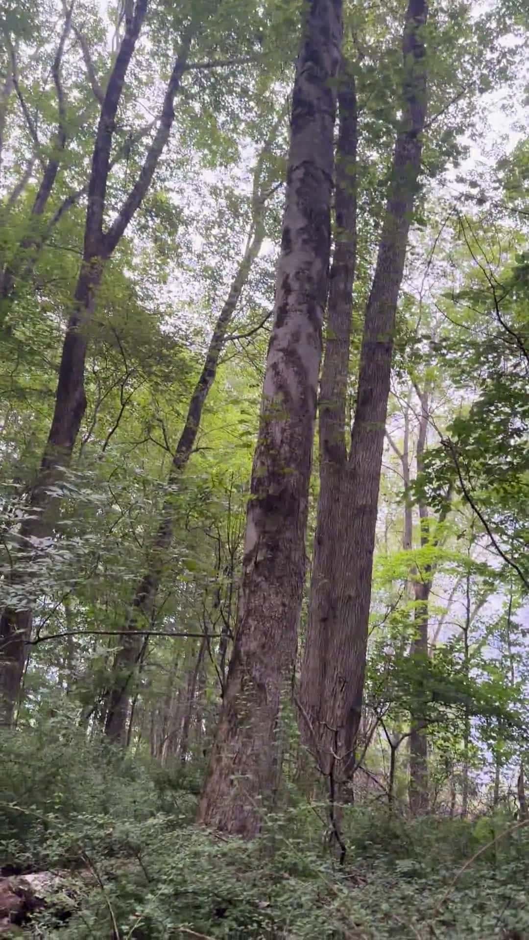 Cover for Can you identify this mysterious animal call in Connecticut? 🦉🔊 #Connecticut #Wildlife #NatureSounds