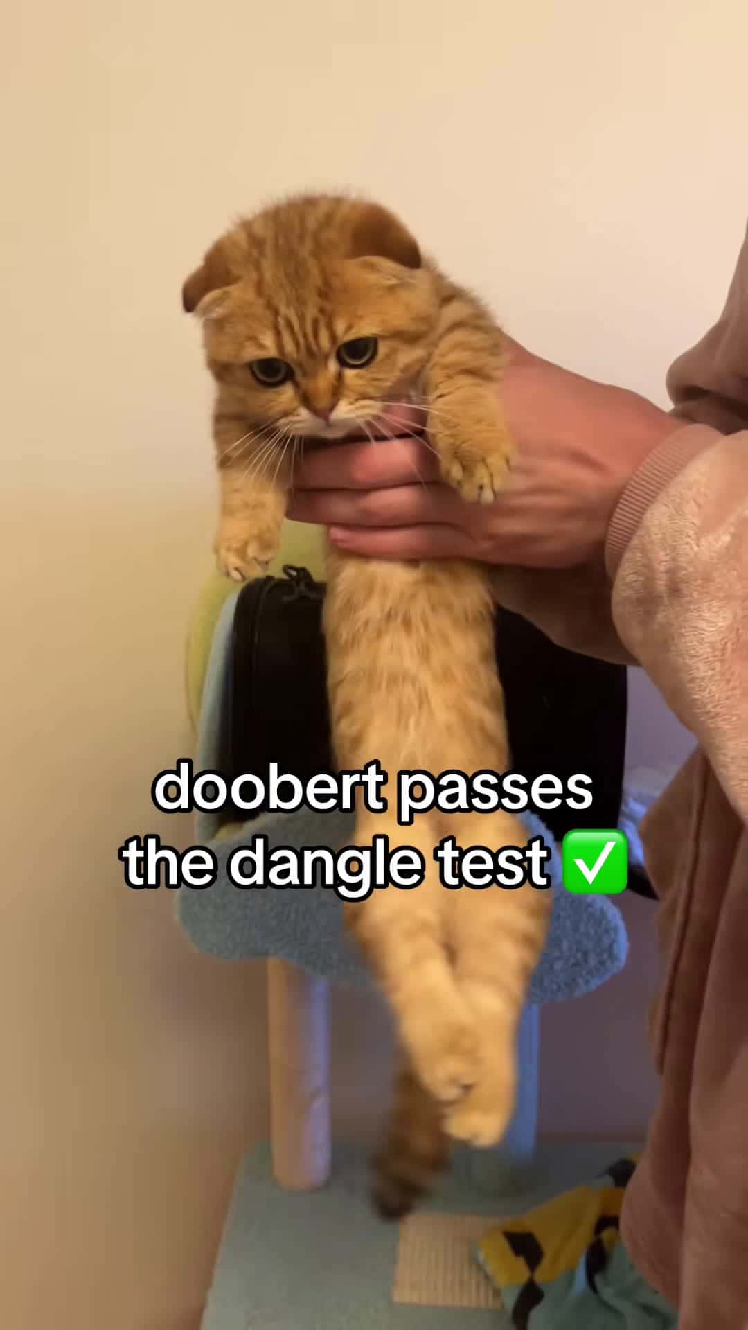 Cover for do not worry everyone was jiggled for less than 5 seconds and promptl...