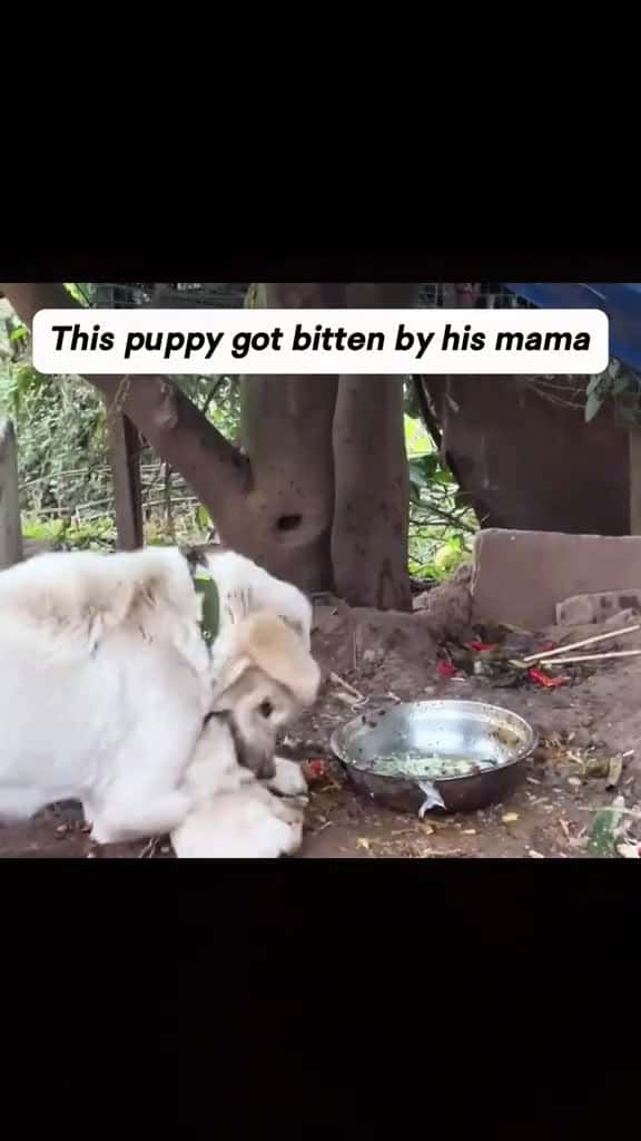 Cover for rescue cute dog fyp dogsoftiktok 42862 #us