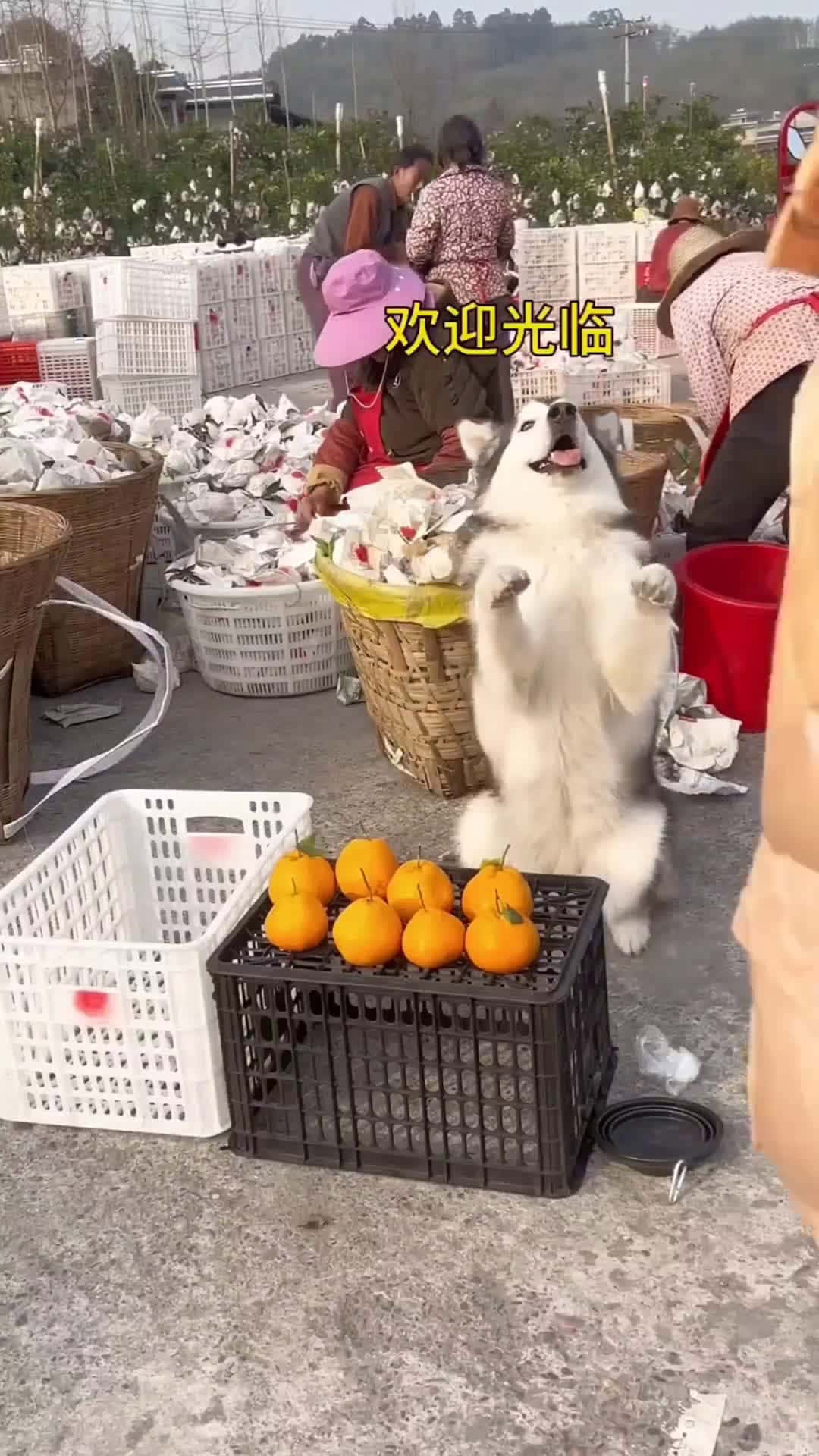 Cover for This Dog Sells Fruit