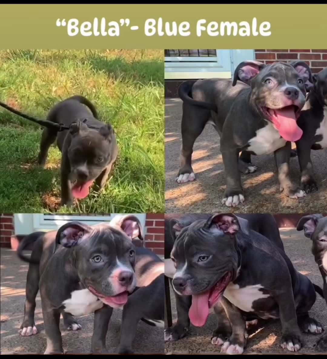 Cover for Bella, Blue, Star, and Max saying hello from Jefferson City, MO.😉🥰  #Missouri #Gorgeous #AmericanBully #Puppy #Puppies