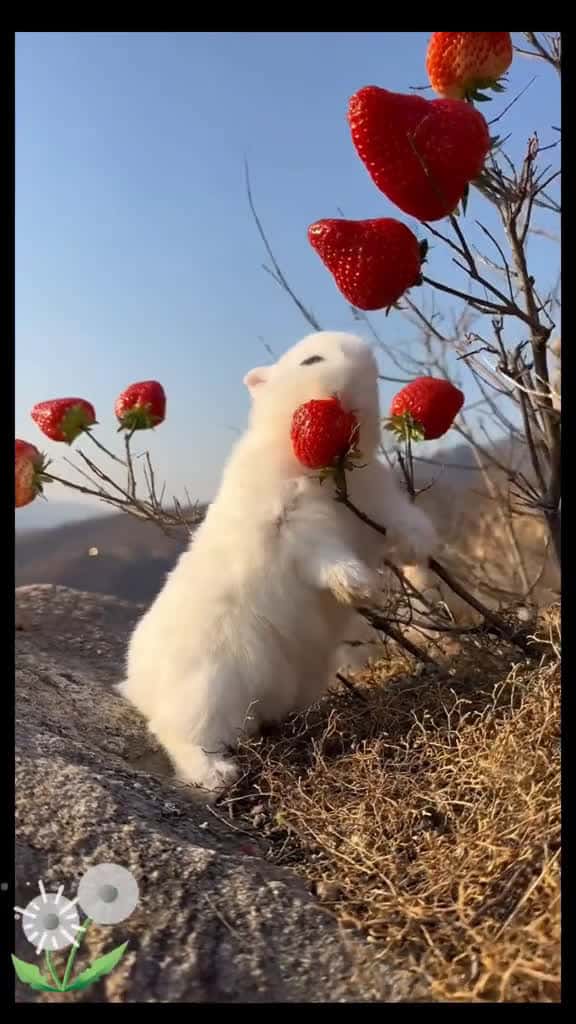 Cover for nhn em  n m pht thm  xuhuong videoviral trend fyp rabbit rabbitsoftiktok cute 14794 #ilovescoopz