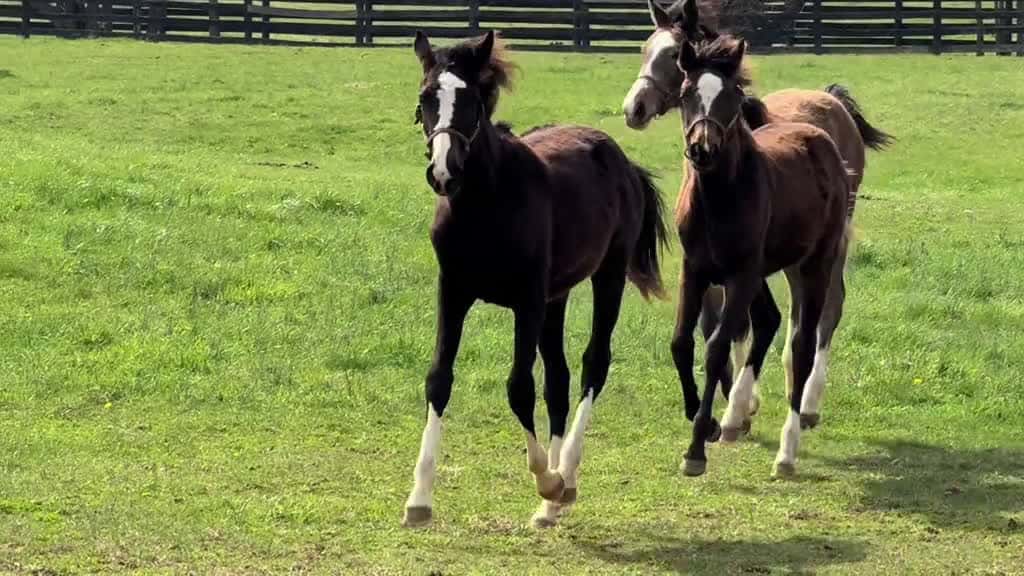 Cover for The rest is still unwritten can t wait to watch this incredible group of filly s grow up a 27658 #nicevideo
