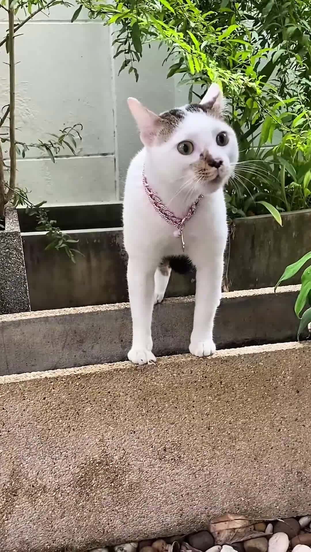 Cover for Cat Growls When Called Inside