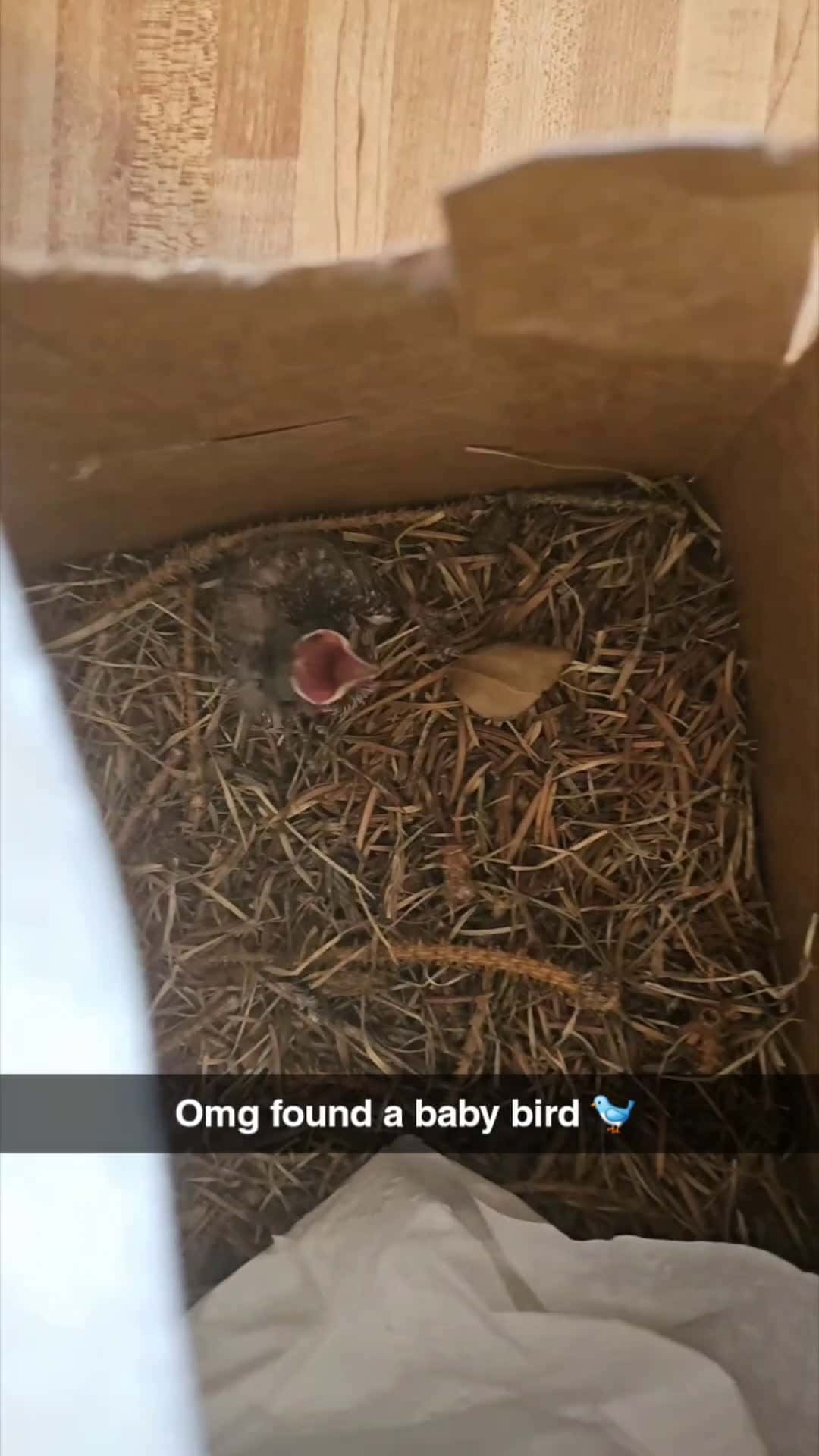 Cover for #babybird #savedbygrace #wildliferescue #wildlife #humanity #fyp 