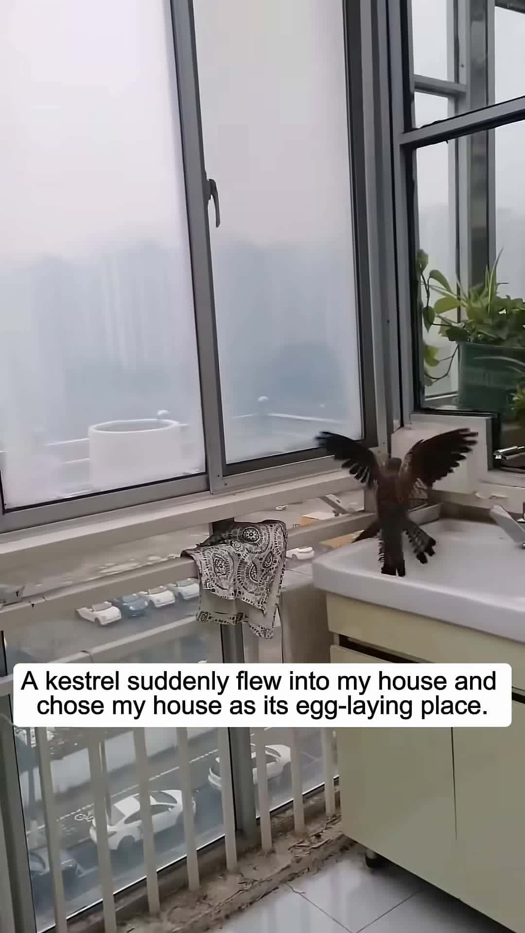 Cover for A kestrel suddenly flew into my house and chose my house as its egg-laying place animalshorts