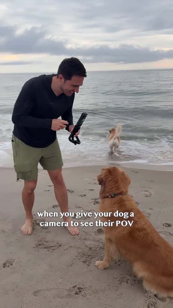 Cover for My dog films her own video! created by Golden Retriever Life with Florence + The Machine’s Dog Days Are Over