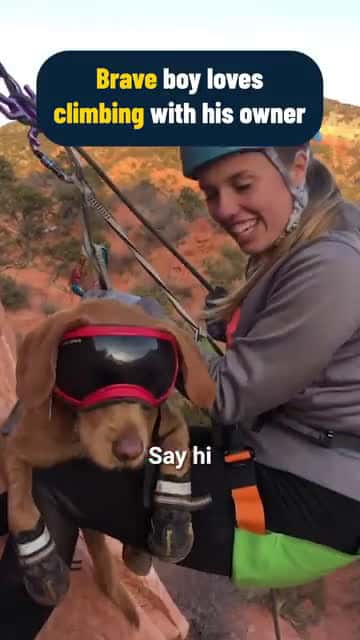 Cover for Brave Dog Loves Climbing With His Owner
