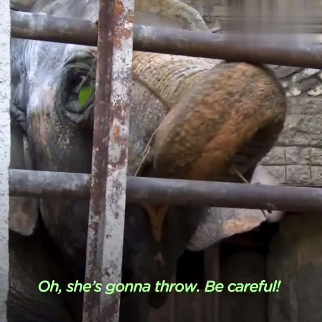Cover for Two elephants who lived in a concrete pit for 20 years are thrilled to play with mud for the first time 🧡