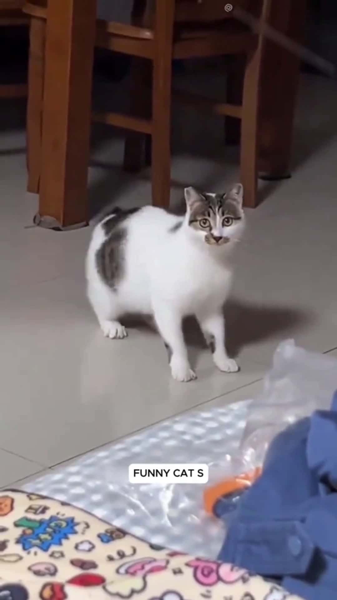 Cover for ver funny cats, crazy I mean.#funnycat #funnycats #funnycatvideos #cats #catsoftiktok #crazy #catsvideo #funny #pet #pets 